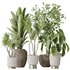 Indoor plants set 114 Spineless Yucca and Ravenala Banana Strelitzia - Thumbnail 1
