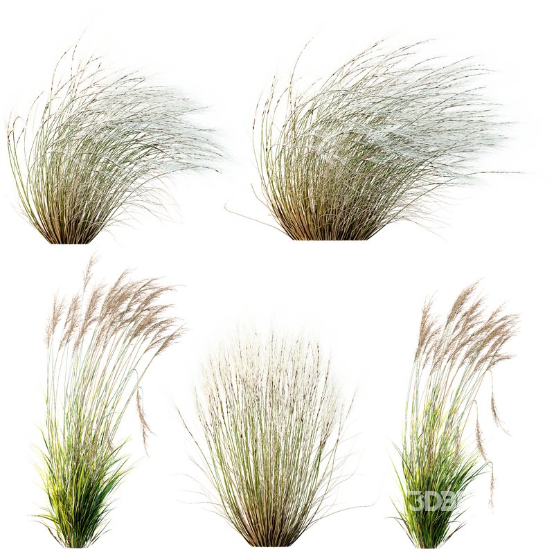 Stipa Tenuissima Ostnica Mocna Pony Tails and Molinia Caerulea Heidebraut Kleines Pfeifengras Image 1