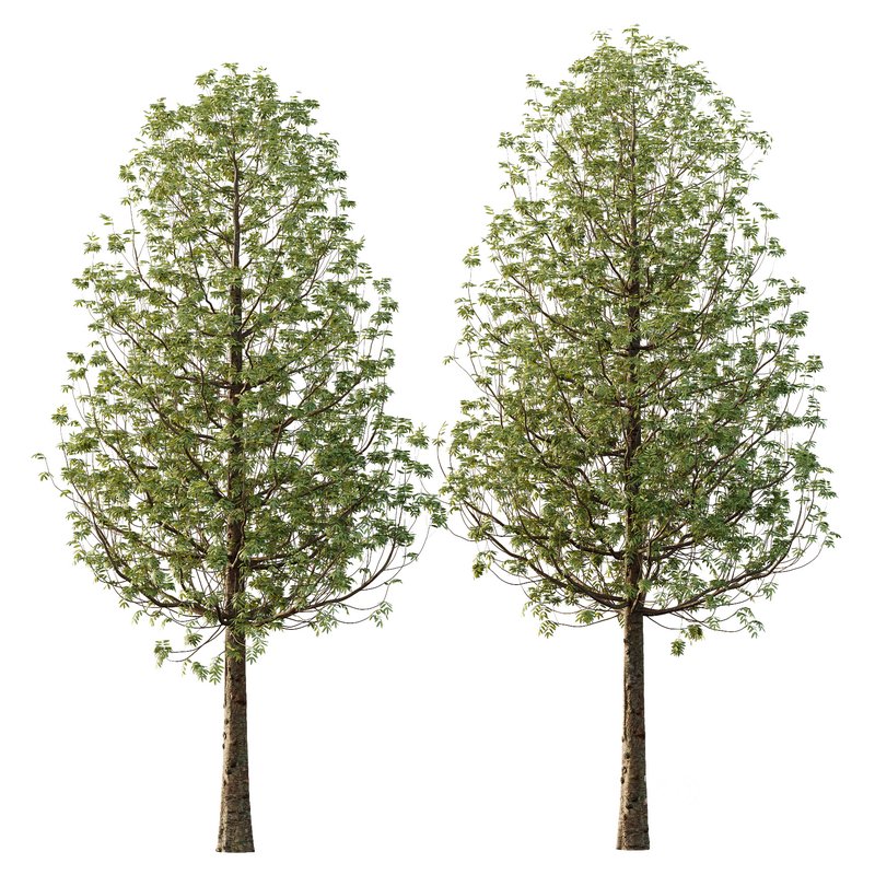 fraxinus excelsior Tree11 Image 1