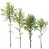 spring trees Acer Pseudoplatanus and Alnus Glutinosa - Thumbnail 1