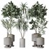 Indoor plants set 108 Dracaena Warneckii Lemon Lime and Mission Olive Tree - Thumbnail 1