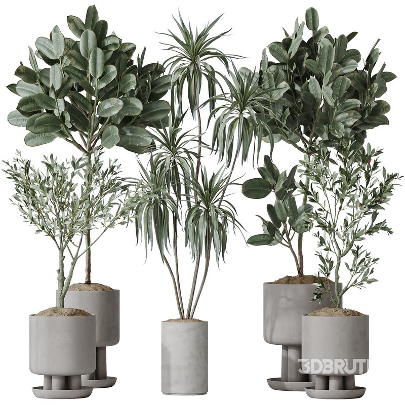 Indoor plants set 108 Dracaena Warneckii Lemon Lime and Mission Olive Tree Image 1