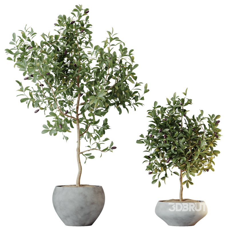 HQ HousePlants Briful Pachira Aquatica Grand Artificiel Image 1