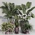 INDOOR PLANT SET 08 - Thumbnail 1