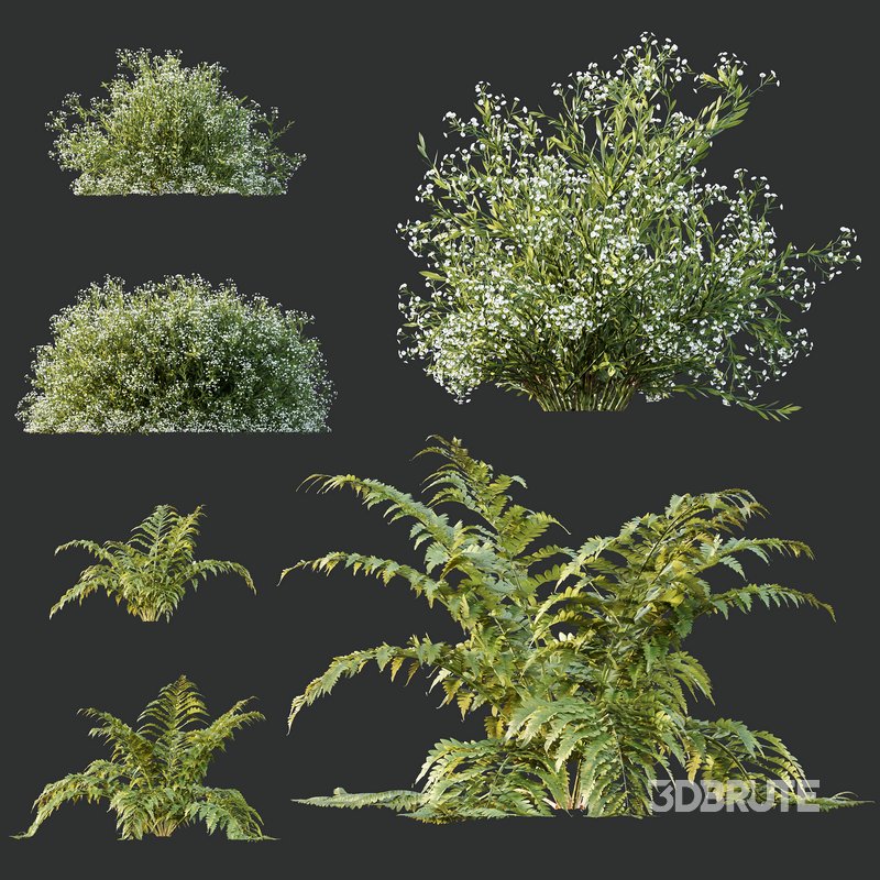 spring bush Macrothelypteris OligoPhlebia Torresiana Fern Image 1