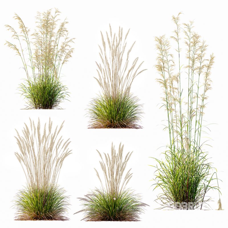 Calamagrostis Acutiflora Karl Foerster and Celtica Gigantea Stipa Image 3