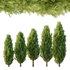 Italian Cypress Tree 30 - Thumbnail 4