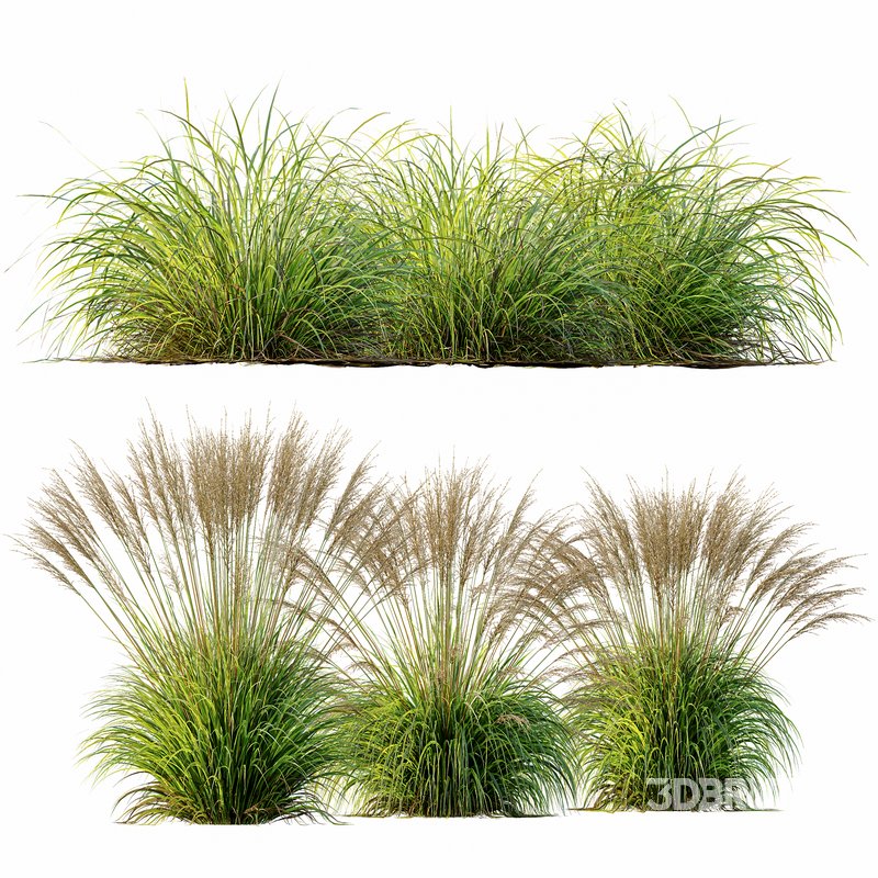 Carex Elata Aurea Grass and Molinia Caerulea Image 1