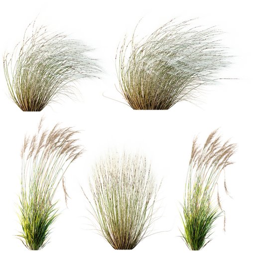 Stipa Tenuissima Ostnica Mocna Pony Tails and Molinia Caerulea Heidebraut Kleines Pfeifengras