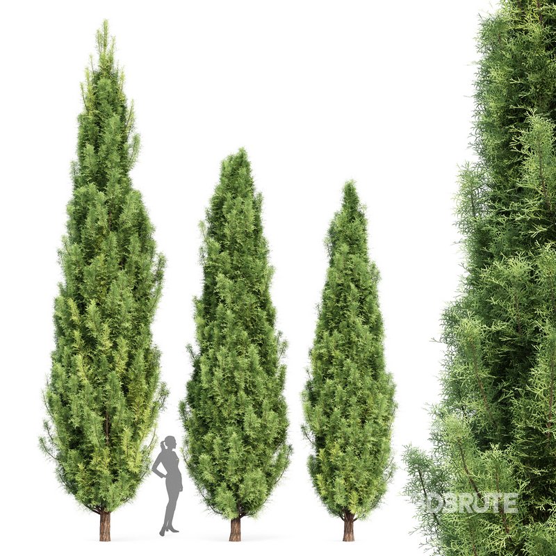 Mediterranean Cypress 3Trees Image 1