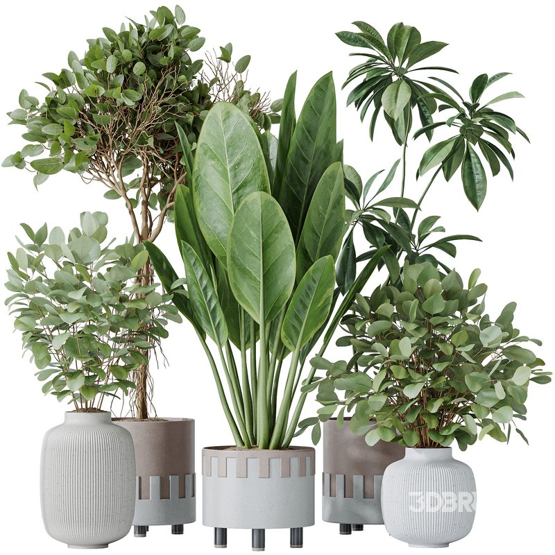 Indoor plants set 110 Eucalyptus Bouquet and Ficus Beliza Image 1
