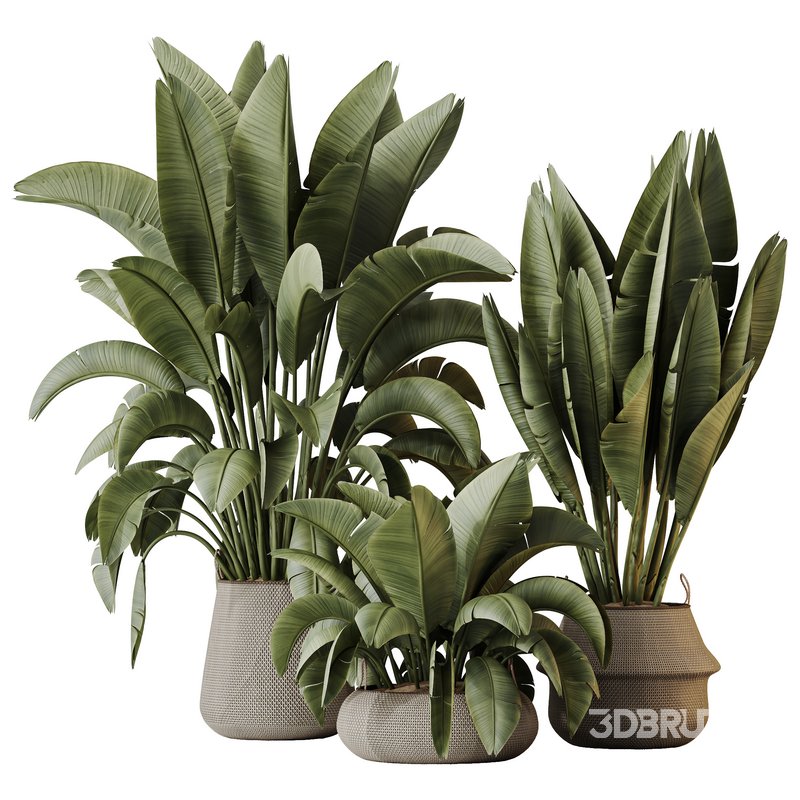 HQ HousePlants Ravenala Banana Strelitzia Nicolai Bird Of Paradise Set04 Image 3