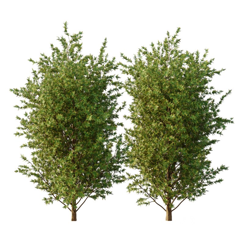 beautiful tree01 Image 1