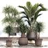 PALM PLANT SET 02 - Thumbnail 1