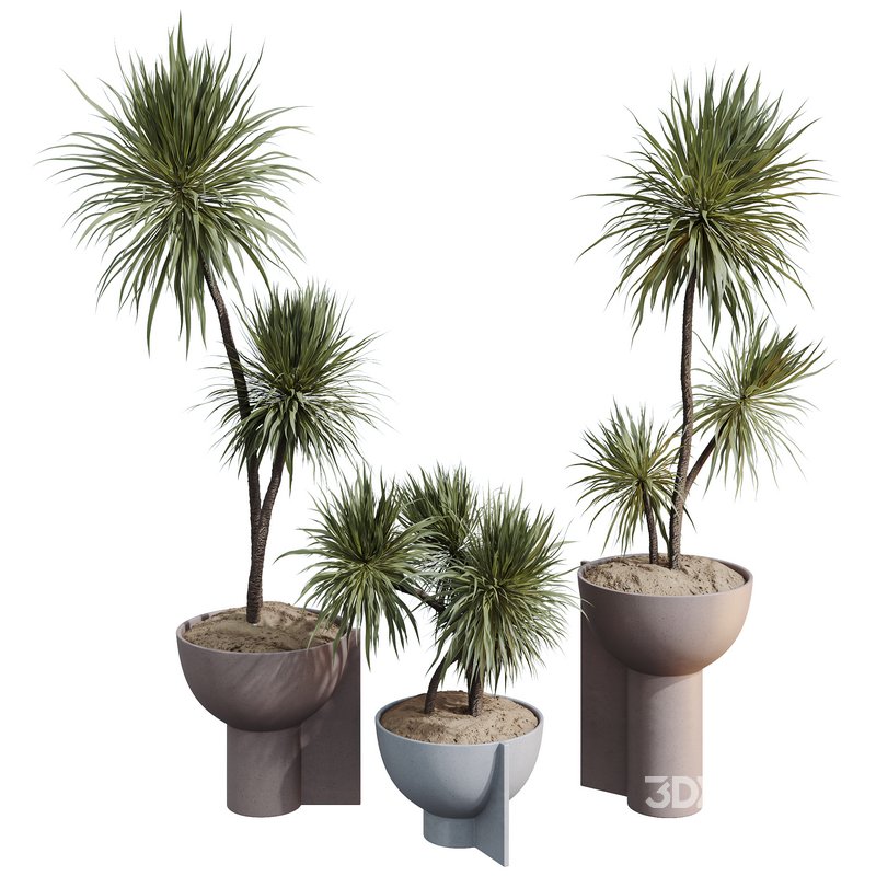 HQ HousePlants Spineless Yucca Aloifolia Rostrata Palm Desmetiana Set03 Image 1