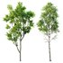 spring trees Celtis Australis and Fagus Sylvatica - Thumbnail 1