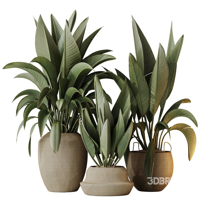 HQ HousePlants Ravenala Banana Strelitzia Nicolai Bird Of Paradise Set05 Image 1