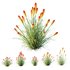 HQ Plants Kniphofia Caulescens Poco Tritoma Hot Poker Orange Yellow Red - Thumbnail 2