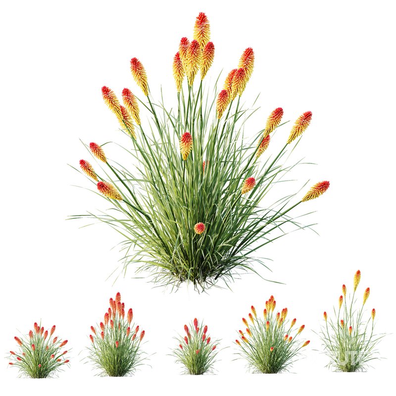 HQ Plants Kniphofia Caulescens Poco Tritoma Hot Poker Orange Yellow Red Image 2