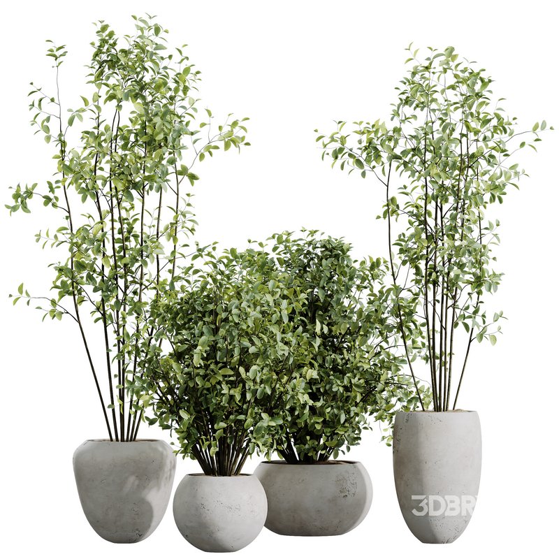 HQ HousePlants Beech Olea Europaea Olive Eucalyptu Joyplants Mini Fig Set02 Image 1