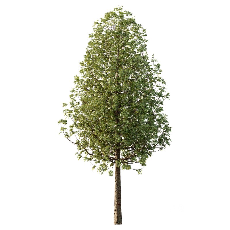 fraxinus excelsior Tree10 Image 1