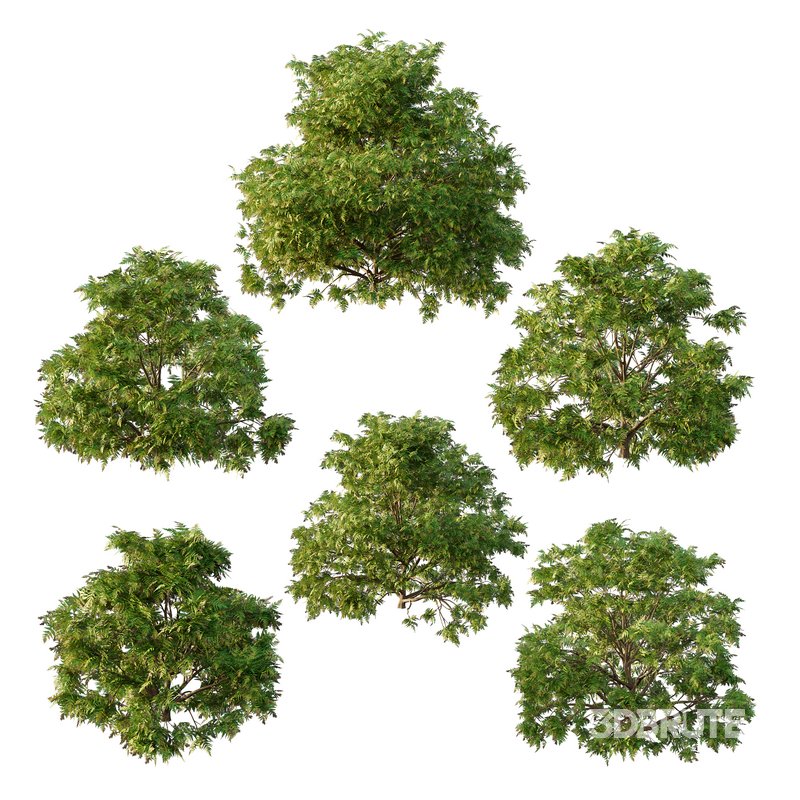 Cypress Bush 05 Image 1