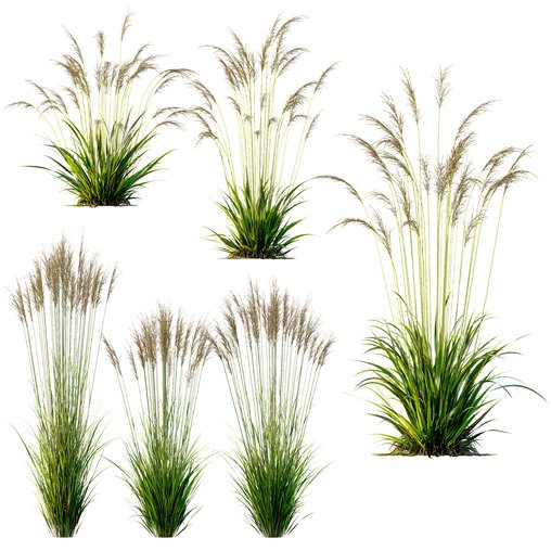 Molinia Caerulea Heidebraut Kleines Pfeifengras