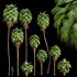 Mexican Fan Palm Washingtonia Robusta 9 trees - Thumbnail 1