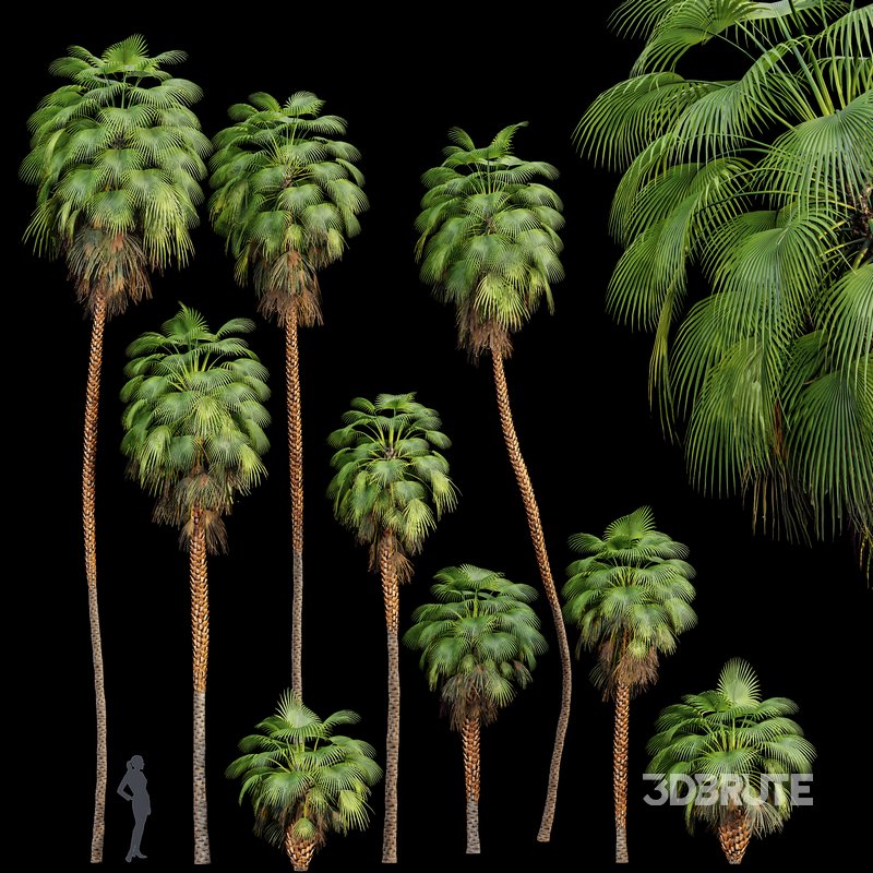 Mexican Fan Palm Washingtonia Robusta 9 trees Image 1