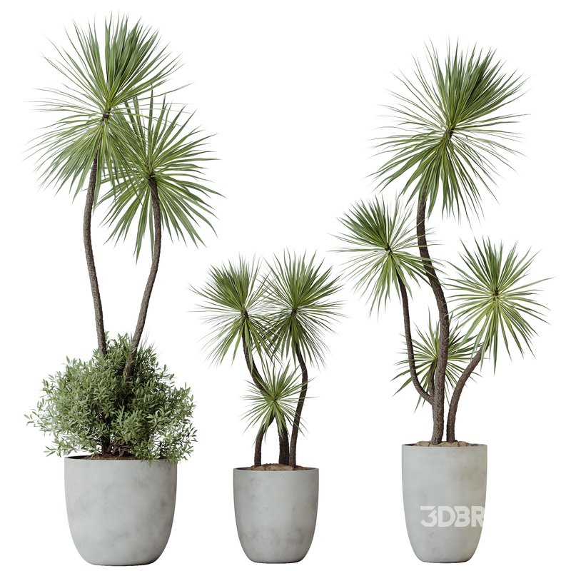 HQ HousePlants Spineless Yucca Aloifolia Rostrata Palm Desmetiana Image 1
