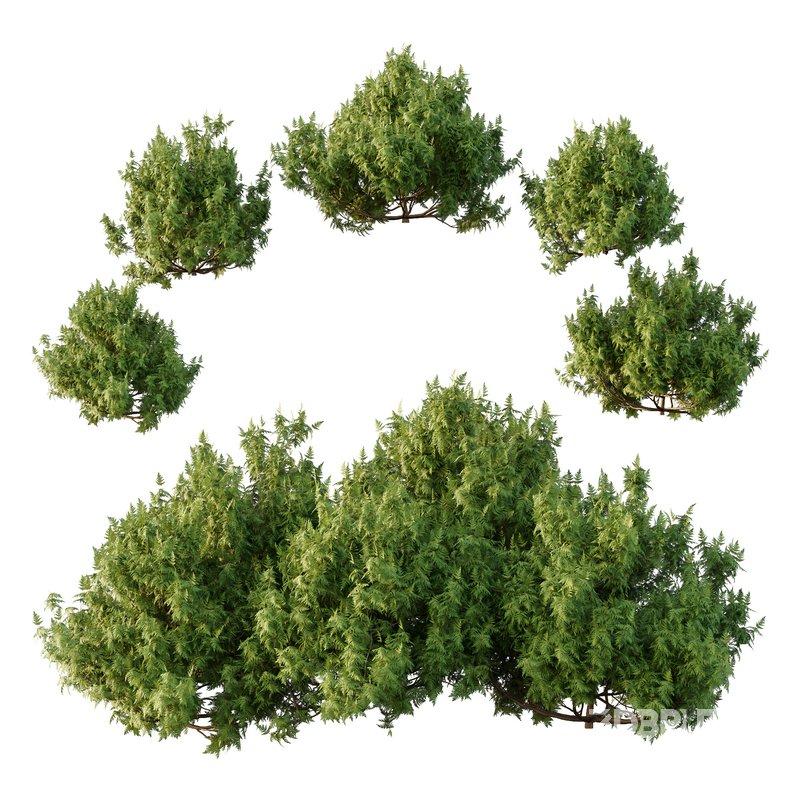 Cypress Bush 07 Image 1