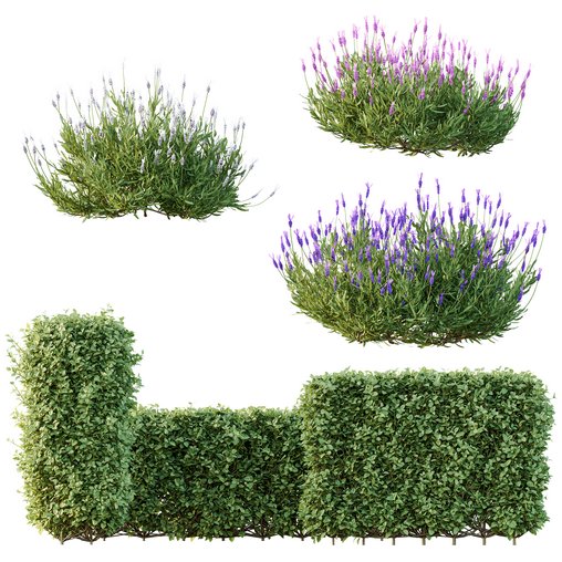 spring bush Lavandula Pedunculata Atlantica Subpedunculata