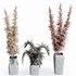 HQ HousePlants Decorative Stoilan Pampas Dried Branches Pampy04 - Thumbnail 1