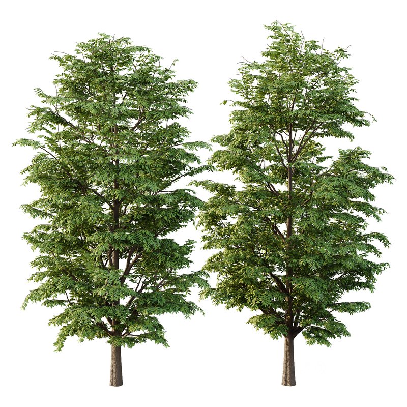 fraxinus excelsior Tree06 Image 1