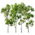 spring trees Celtis Australis and Fagus Grandifolia - Thumbnail 1