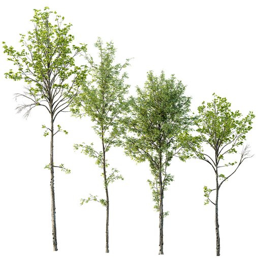 spring trees Acer Pseudoplatanus and Alnus Glutinosa