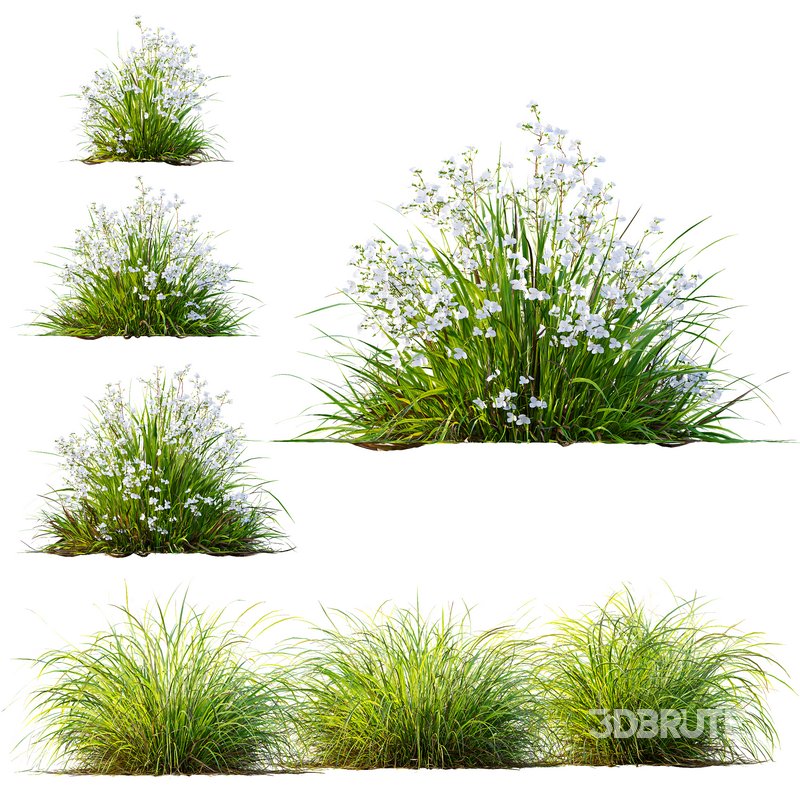 Libertia Grandiflora Grass and Carex Elata Aurea Grass Image 1