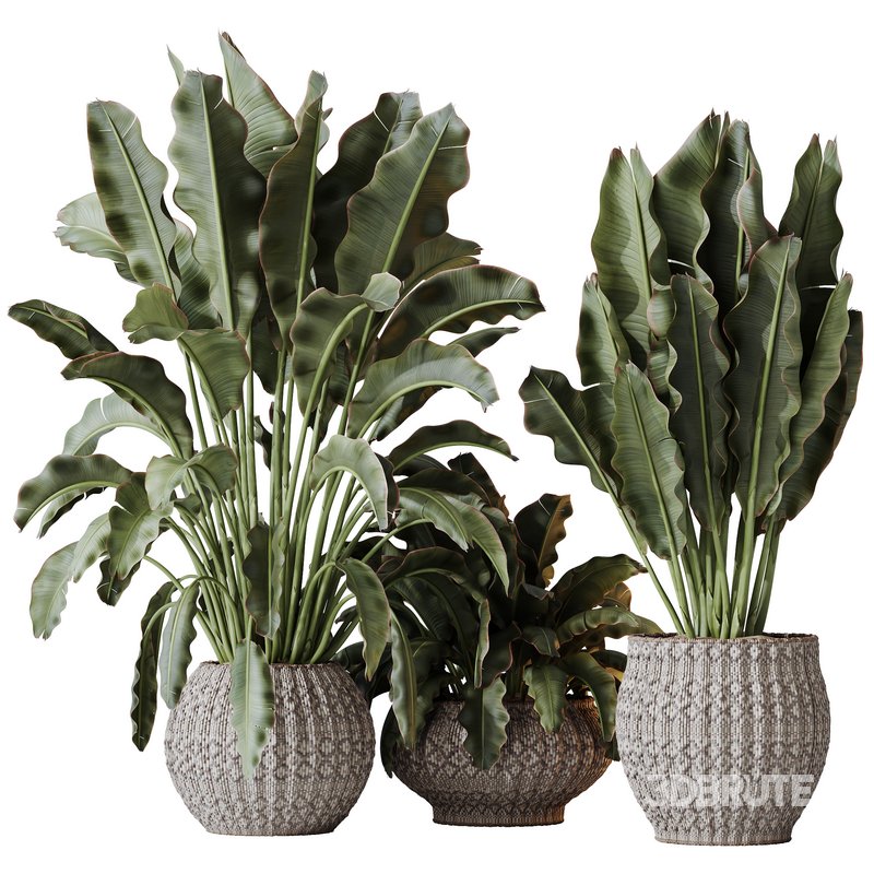 HQ HousePlants Ravenala Banana Strelitzia Nicolai Bird Of Paradise Set03 Image 2