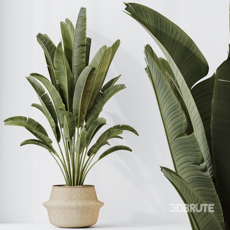 HQ HousePlants Ravenala Banana Strelitzia Nicolai Bird Of Paradise Image 2