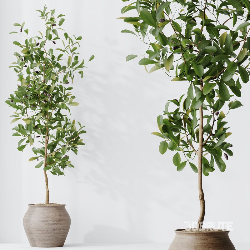 HQ HousePlants Briful Pachira Aquatica Grand Artificiel Set02 Image 2