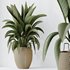 HQ HousePlants Ravenala Banana Strelitzia Nicolai Bird Of Paradise Set05 - Thumbnail 5