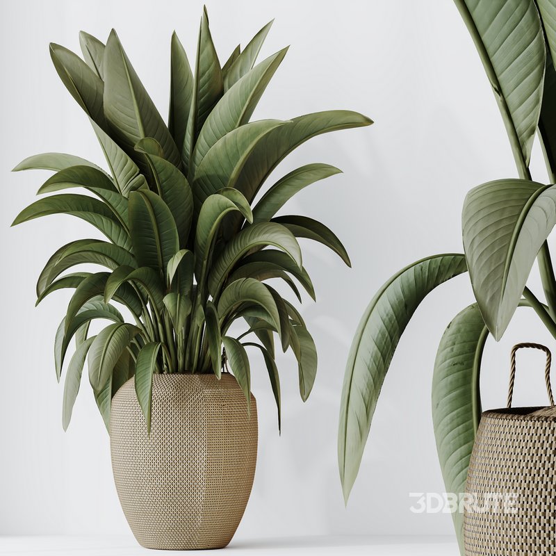 HQ HousePlants Ravenala Banana Strelitzia Nicolai Bird Of Paradise Set05 Image 5