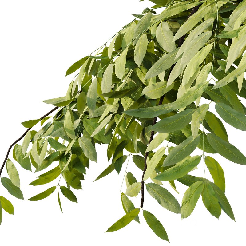 fraxinus excelsior Tree07 Image 4