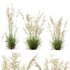 Celtica Gigantea Stipa Golden Oats and Carex Elata Aurea Grass - Thumbnail 1