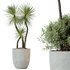 HQ HousePlants Spineless Yucca Aloifolia Rostrata Palm Desmetiana - Thumbnail 2