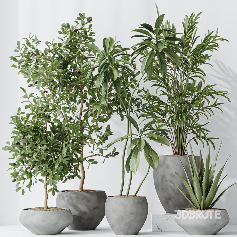 Indoor plants set 112 Aquatica Grand Artificiel and Lutescens Areca Palm Image 6