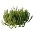 Cypress Bush 08 - Thumbnail 3