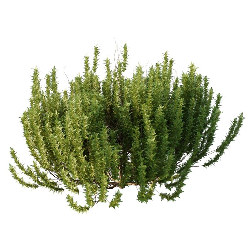 Cypress Bush 08 Image 3