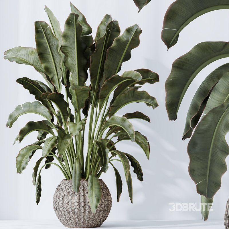 HQ HousePlants Ravenala Banana Strelitzia Nicolai Bird Of Paradise Set03 Image 3