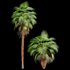 Mexican Fan Palm Washingtonia Robusta 9 trees - Thumbnail 3